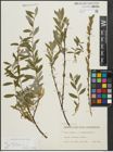 Foto von Salix repens subsp. incubacea (L.) A. Neumann